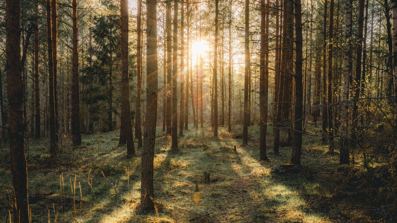Skog