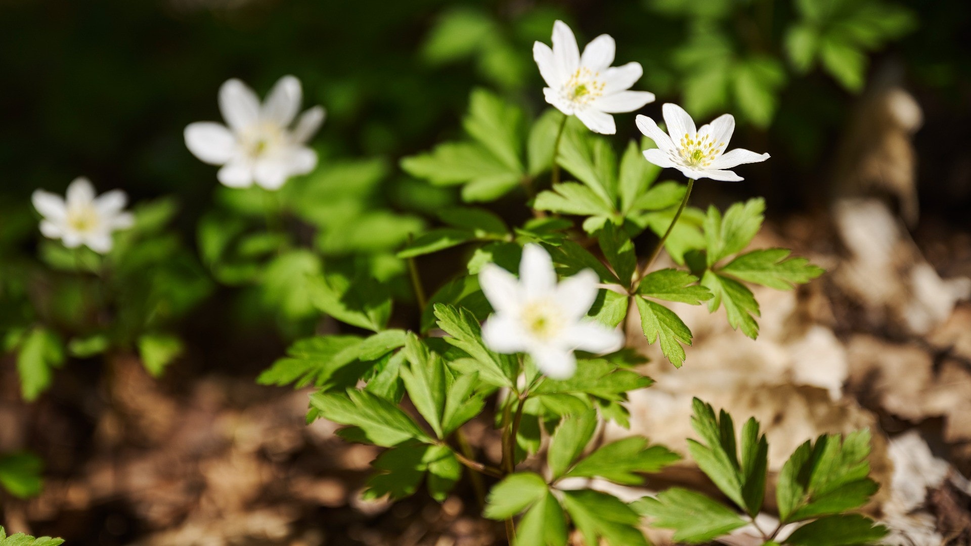 Naturpositiv ledelse